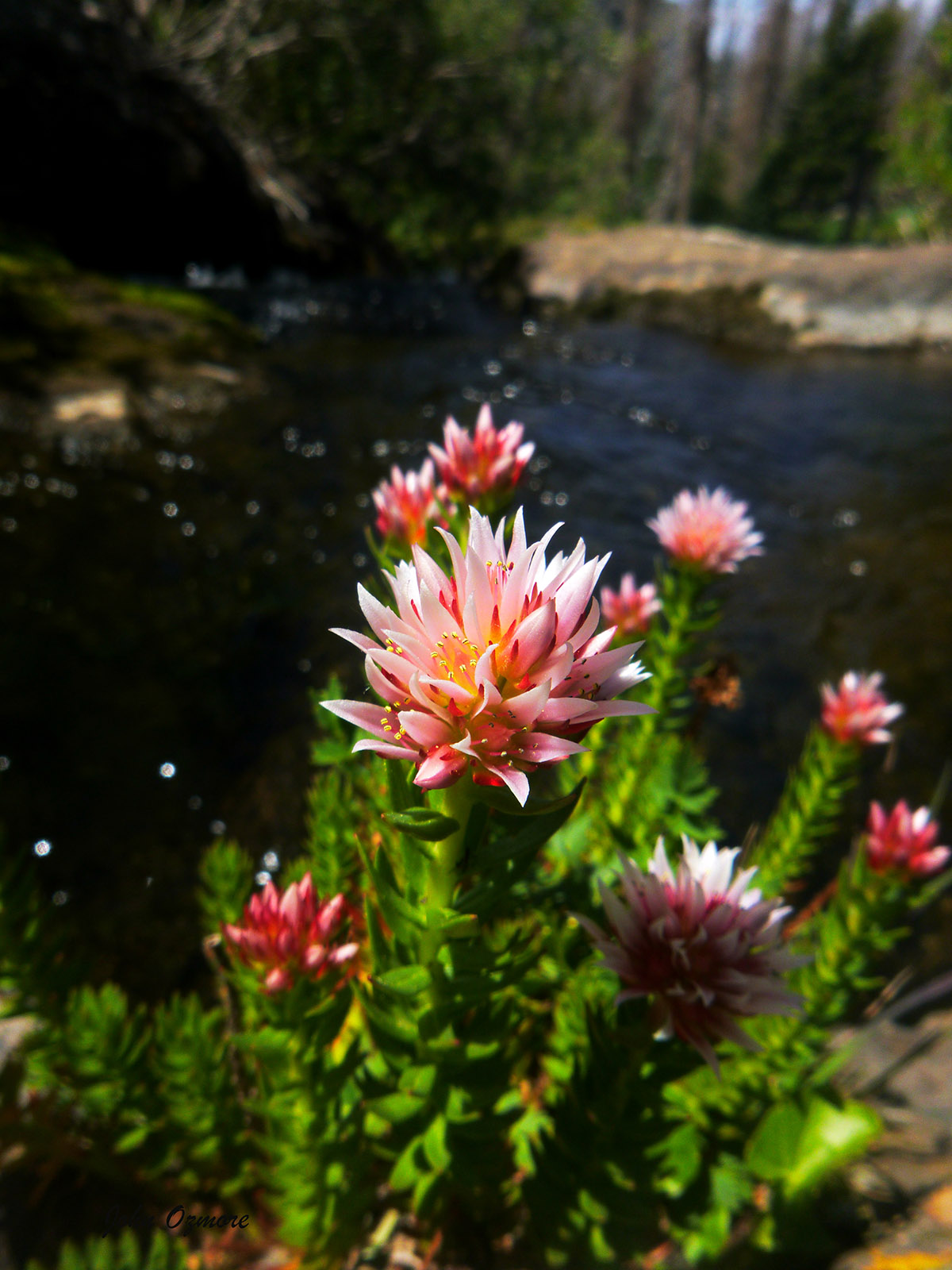 Pink Flowers along Willow Lake