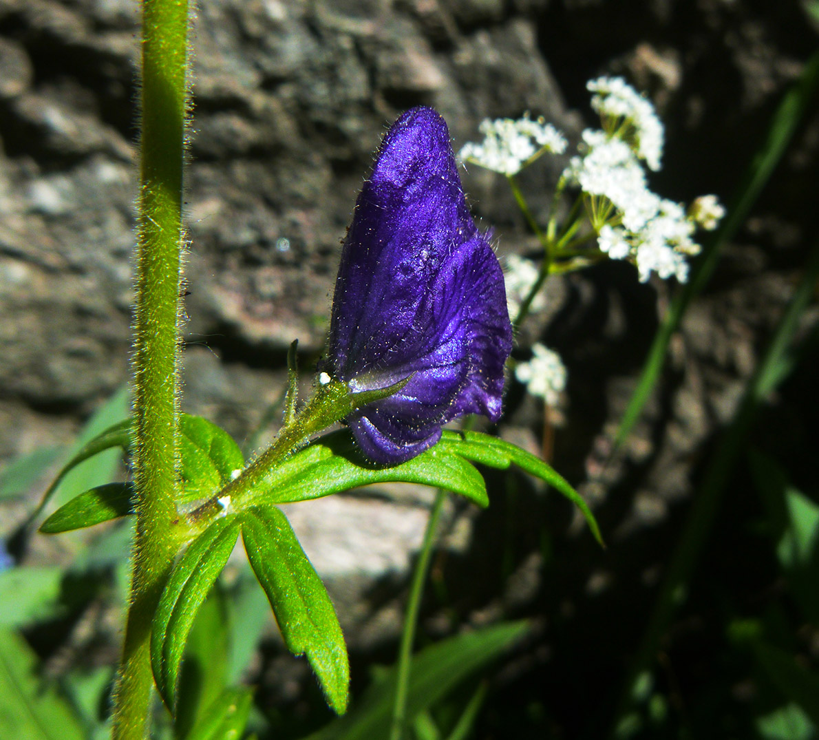 Purple Flower Petal Wing