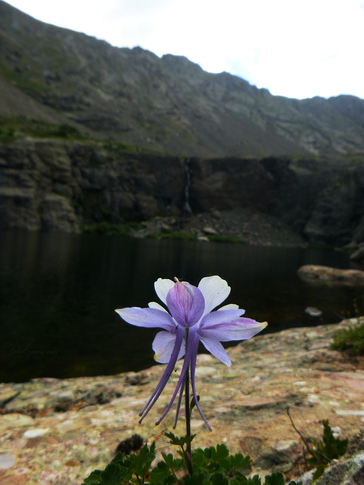 Willow Lake Flower and Falls