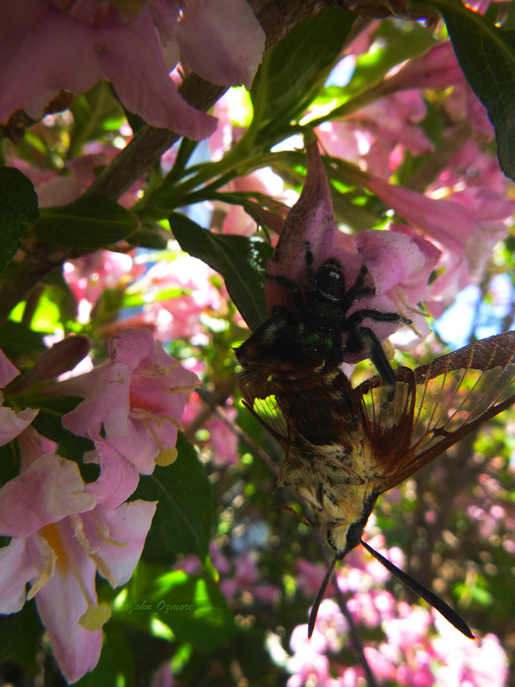 Spider Ambush Hawkmoth